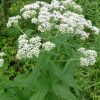 Eupatorium_perfoliatum_Boneset