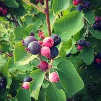 canadian-serviceberry-amelanchier-fruit