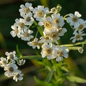 Achillea_ptarmica_Sneezewort