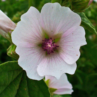 Althaea_officinalis_marshmallow-flower