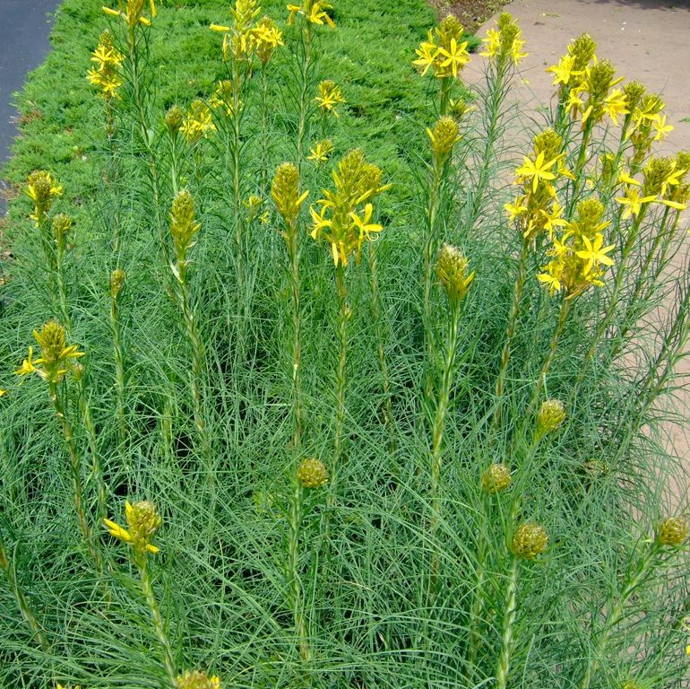 Asphodeline_lutea