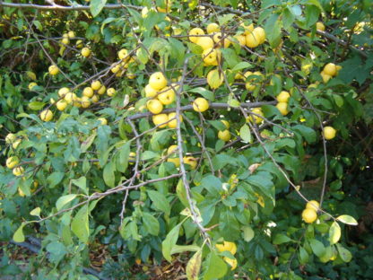Chaenomeles japonica-Japanese-Quince-fruit