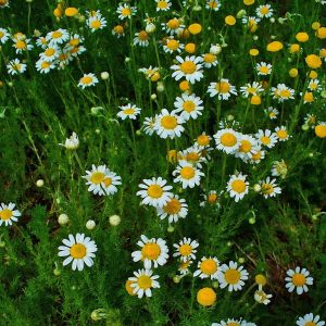 Chamaemelum_nobile_roman_chamomile
