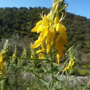 Dyer's-Greenweed-Portugal