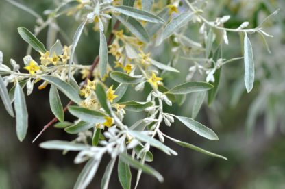 Elaeagnus_angustifolia_Oleaster,_Russian_Olive_flowers