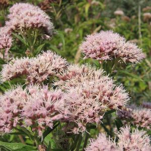 Eupatorium_cannabinum_hemp_agrimony