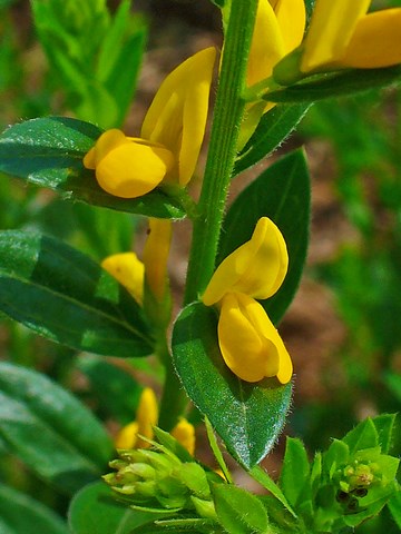 Genista-tinctoria-Dyer's-Greenweed-flower