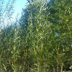 Green-Dick's-Basketwillow-Kahikatea-Farm