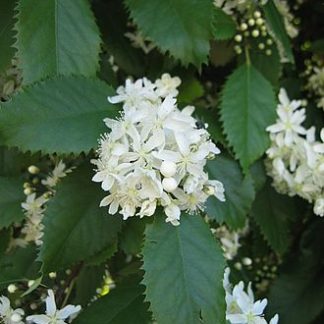 Houhere-lacebark-flowers-medicinal-kahikatea-farm