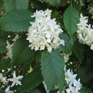 Houhere-lacebark-flowers-medicinal-kahikatea-farm