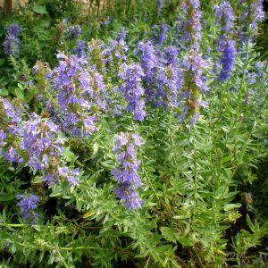 Hyssopus_officinalis_plant