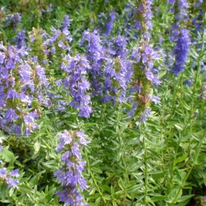 Hyssopus_officinalis_plant