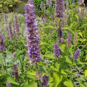 Korean-mint-Agastache-rugosa