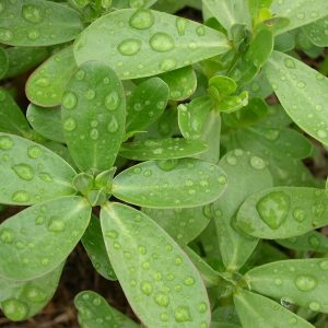 Purslane-kahikatea-farm