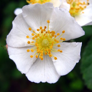 Rosa-multiflora-Flower