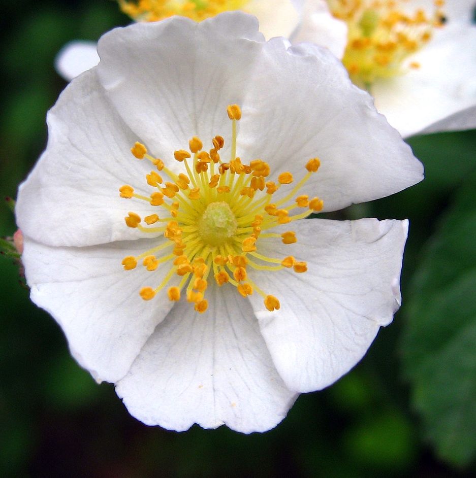 Rosa-multiflora-Flower