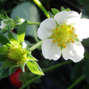 Strawberry_flower
