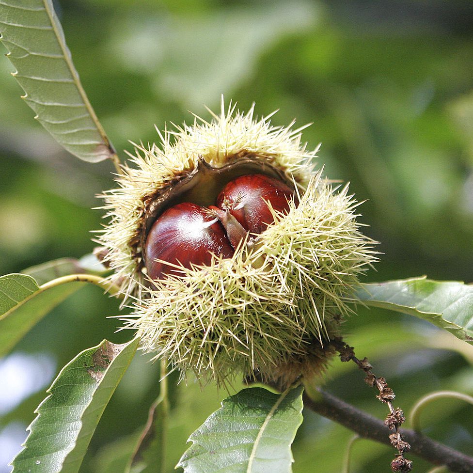 Sweet-Chestnuts