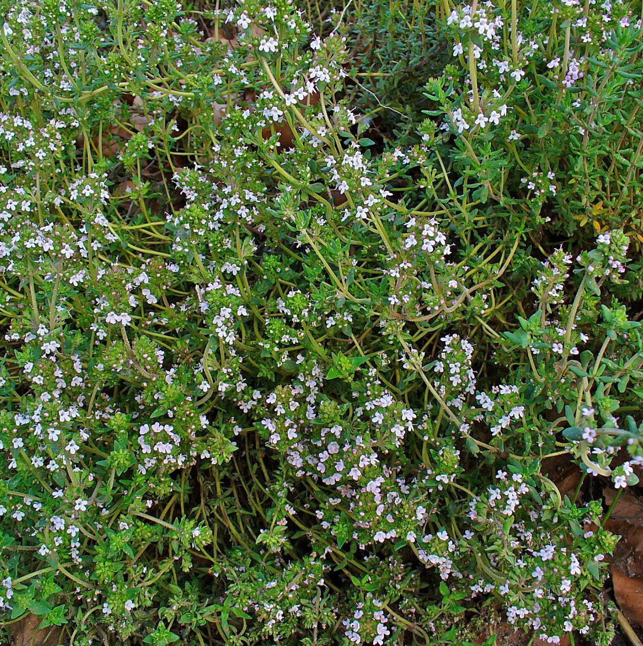 Thymus-vulgaris-english-winter