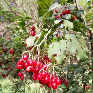 Viburnum_trilolbum_berries_Kahikatea_Farm