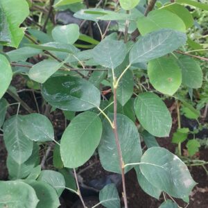 apple-service-berry-amelanchier-kahikatea-farm-nursery