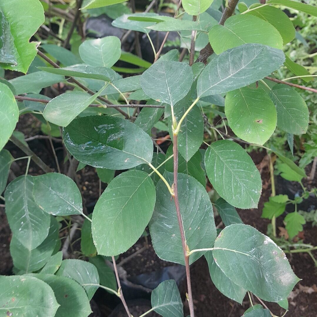 apple-service-berry-amelanchier-kahikatea-farm-nursery
