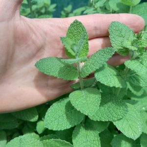 applemint-leaves-kahikatea-farm-nursery