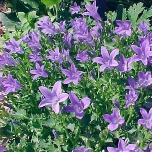 bellflower serbian