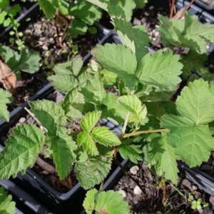 boysonberry-mapua-plants-kahikatea-farm