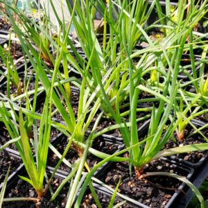 burn-jelly-sunset-orange-plants-kahikatea-farm-nursery