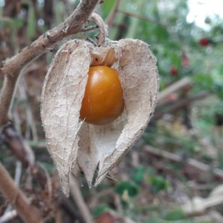 cape-gooseberry-physalis-kahikatea-farm