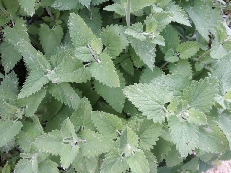 Lemon Catnip Kahikatea Farm Certified Organic Nursery and