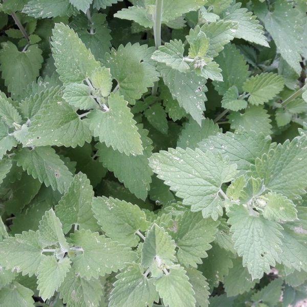 catnip-foliage-kahikatea-farm