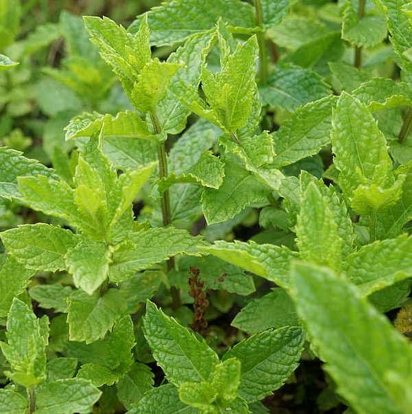 common-mint-spearmint