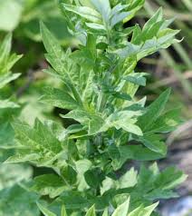 common-mugwort-artemisia-vulgaris-leaf