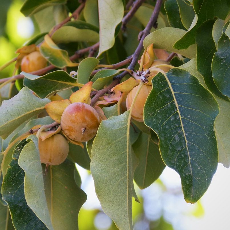 date-plum-diospyros-lotus-caucasian-persimmon-fruit
