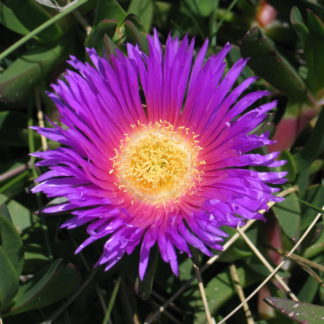 disphyma-horokaka-pigface-flower