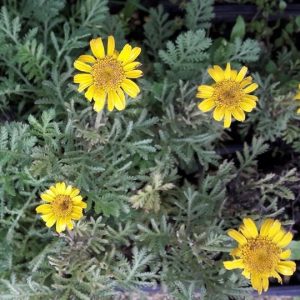 dyer's-chamomile-flower-kahikatea-farm