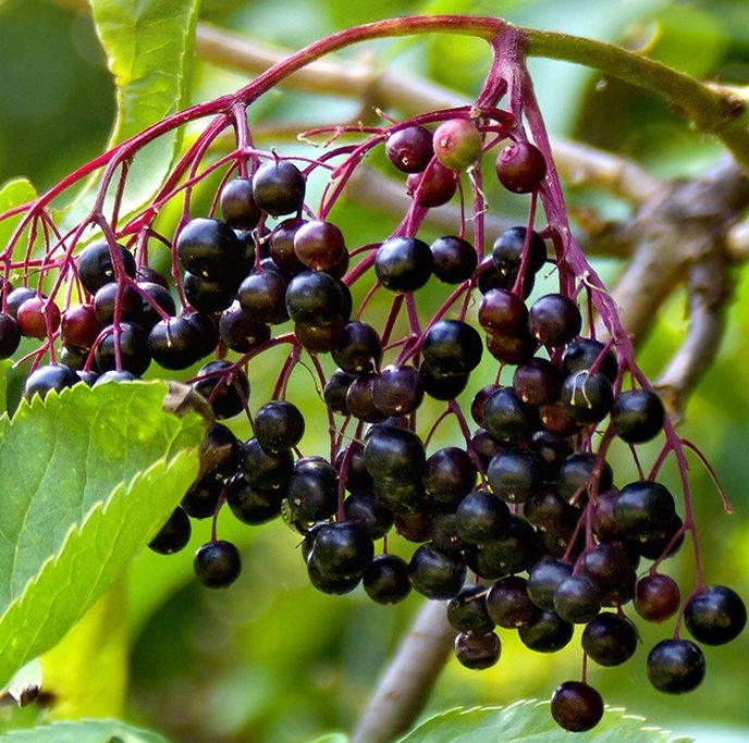 elderberry