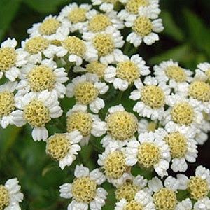 english-mace-kahikatea-farm