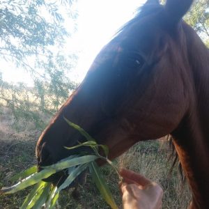fodder-willow-horse-Kahikatea-Farm