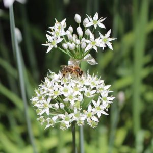 garlic-chives-flowers-bee