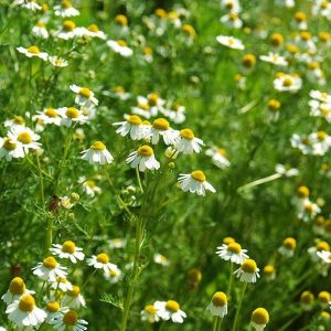 german-chamomile-matricaria