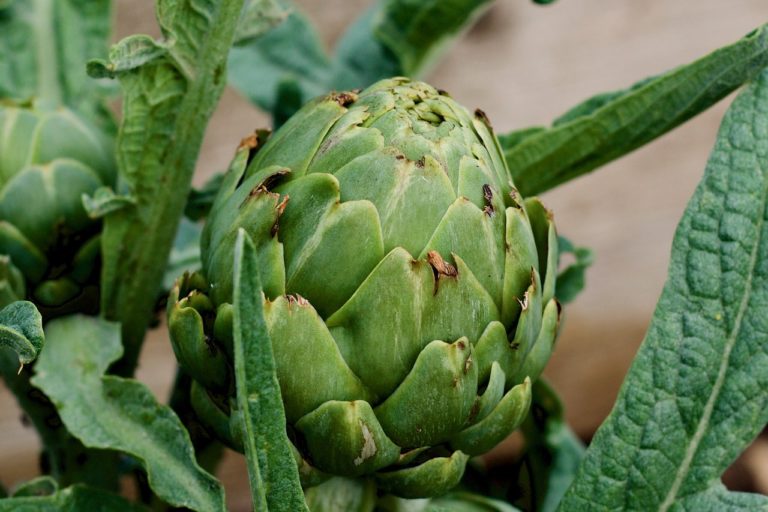 Globe Artichoke Kahikatea Farm Certified Organic Nursery and