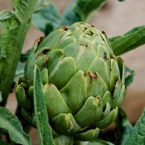 globe-artichoke-green