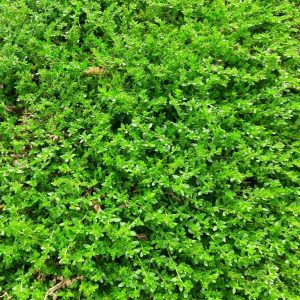 green-carpet-rupturewort-kahikatea-farm
