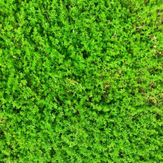 green-carpet-rupturewort-kahikatea-farm (2)