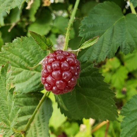 boysenberry