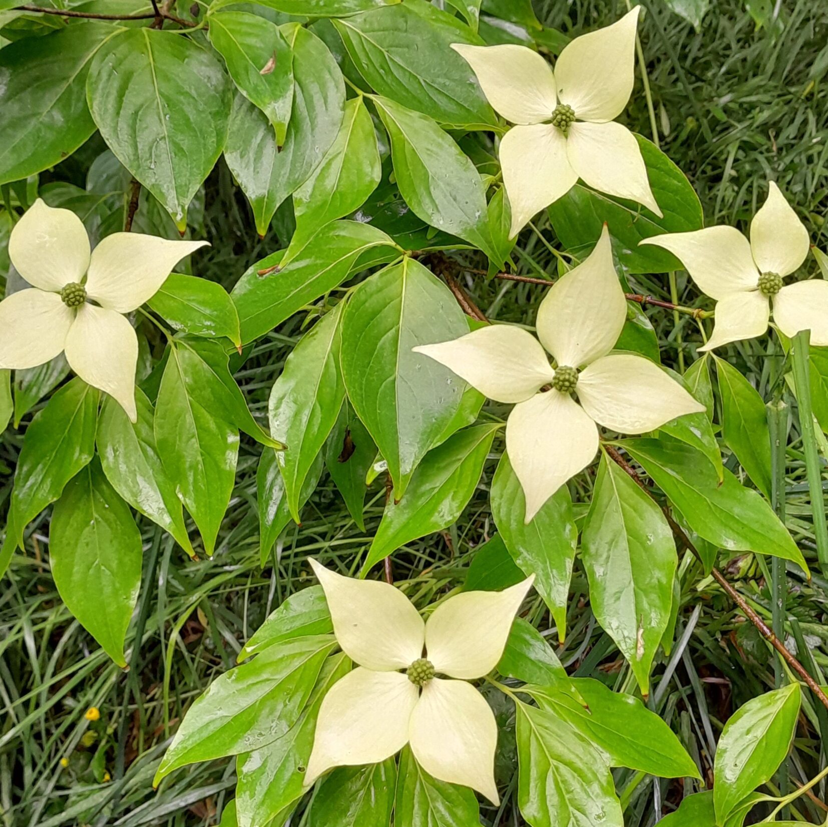 himalayan_strawberry_cornus_capitata_kahikatea_farm_food_forest