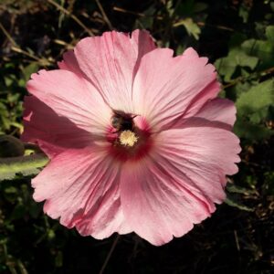 hollyhock-flower-pink-kahikatea-farm